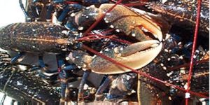 Fresh crabs and lobsters